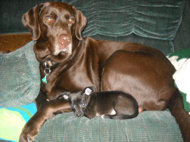 "Boxer" & "Jasper" Cisco