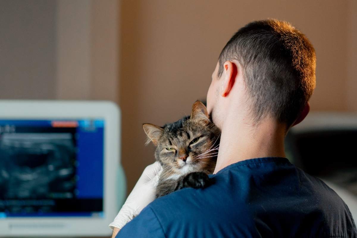 common diagnostic tests vets use to detect hidden illness