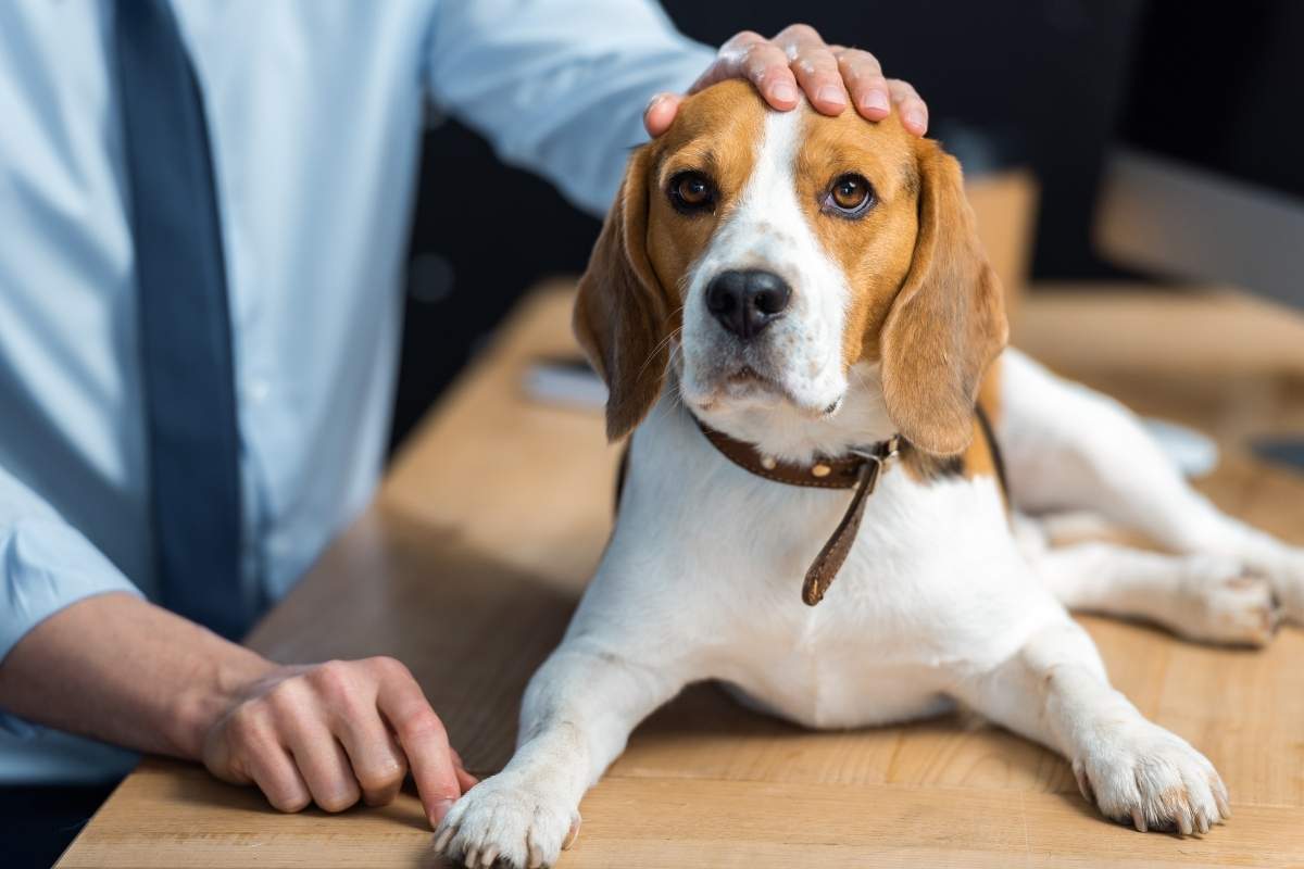 checklist-for-finding-the-perfect-vet
