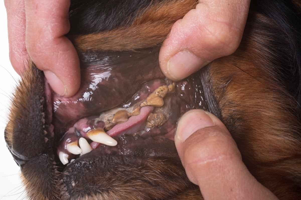dog-tooth-infection-symptoms
