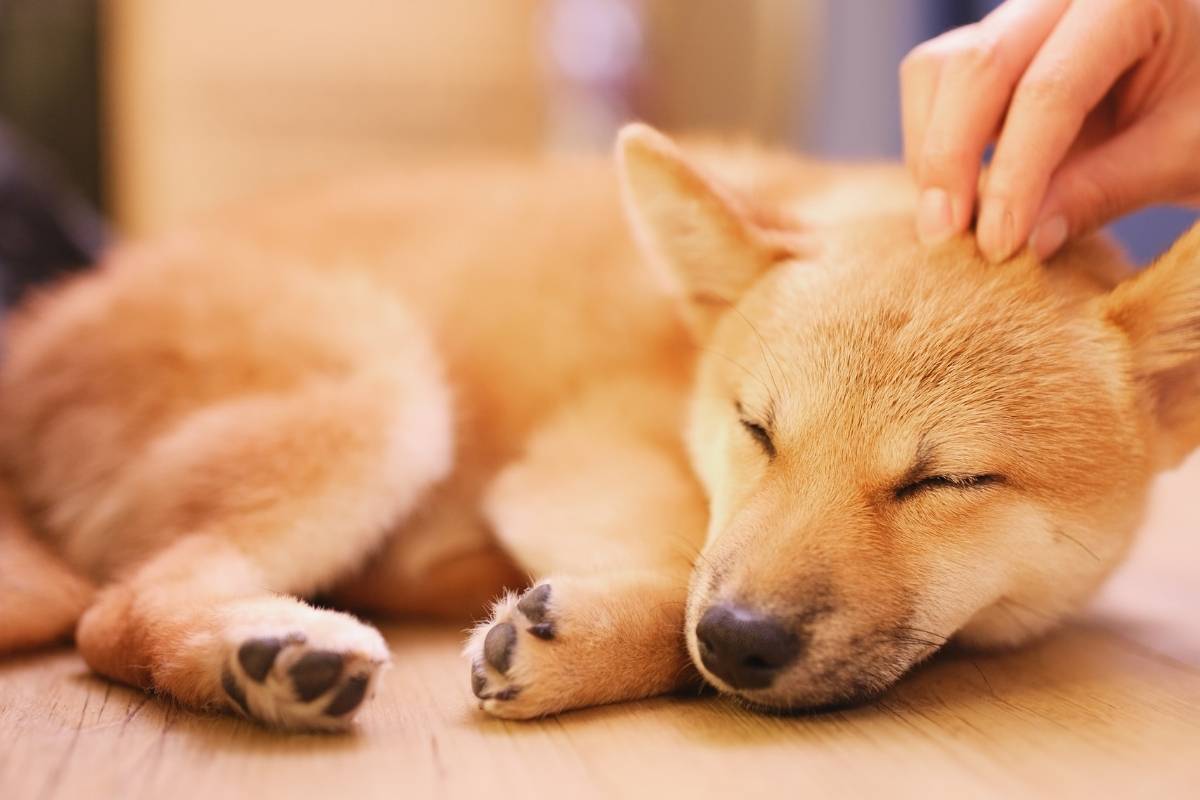 prepare-pet-for-successful-surgery