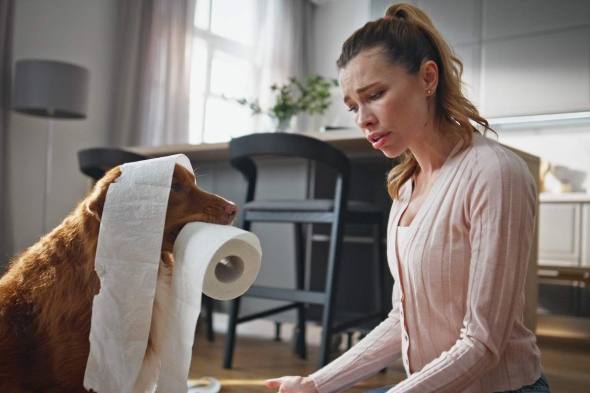 what-to-do-when-dog-has-diarrhea-home-care-guide
