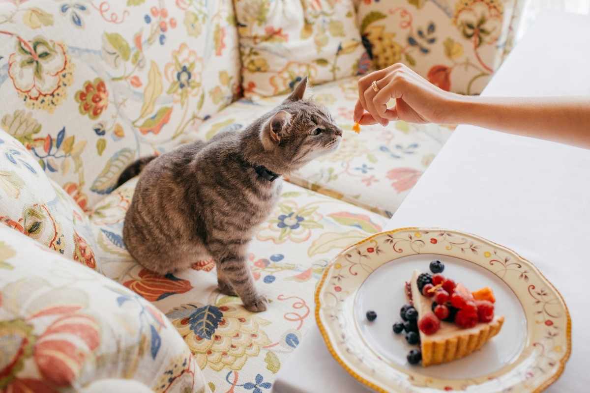 food-for-senior-cats-vet-recommended-options