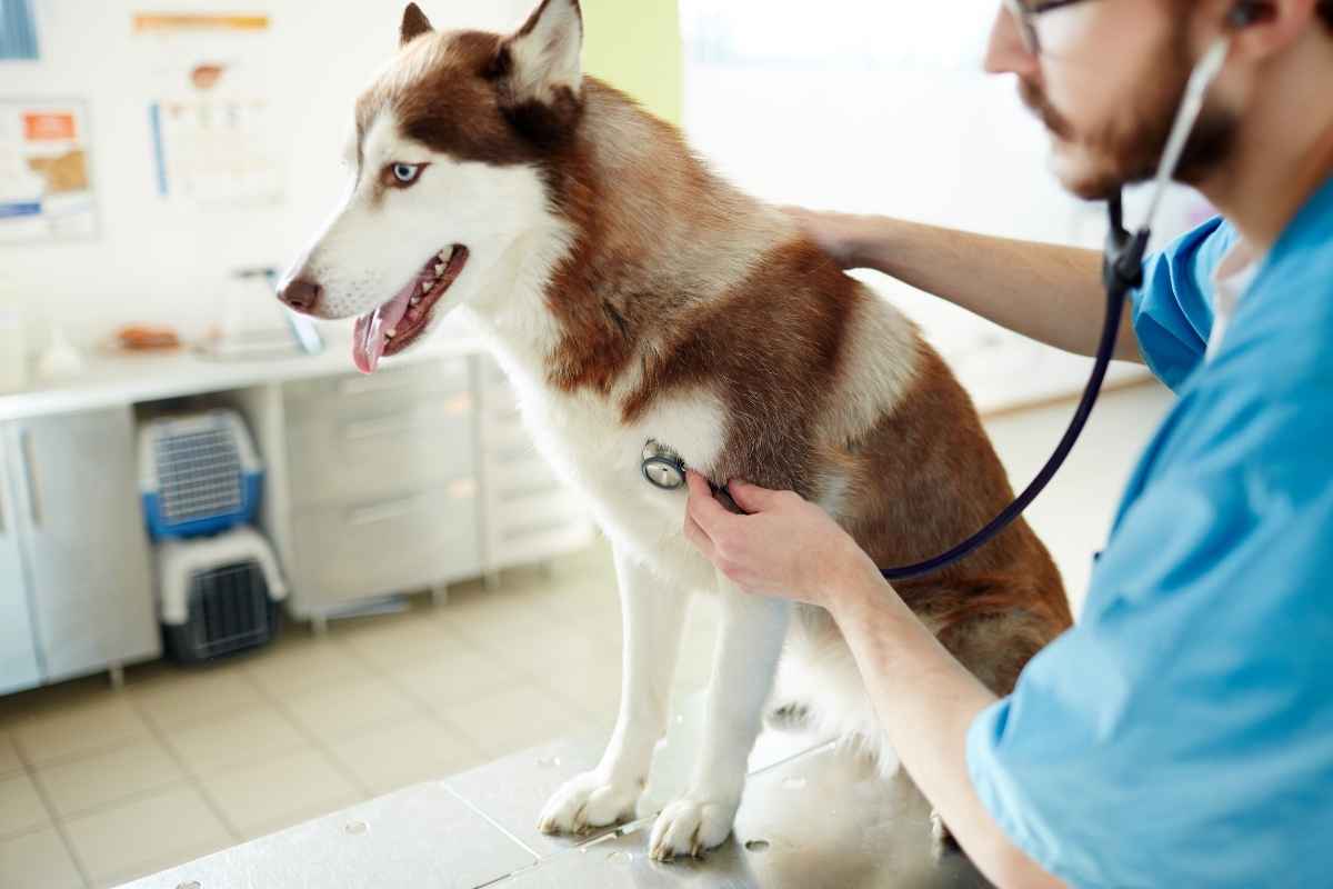 normal-dog-temperature-heart-rate-respiration-guide