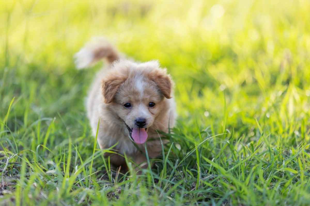 why-we-celebrate-national-puppy-day