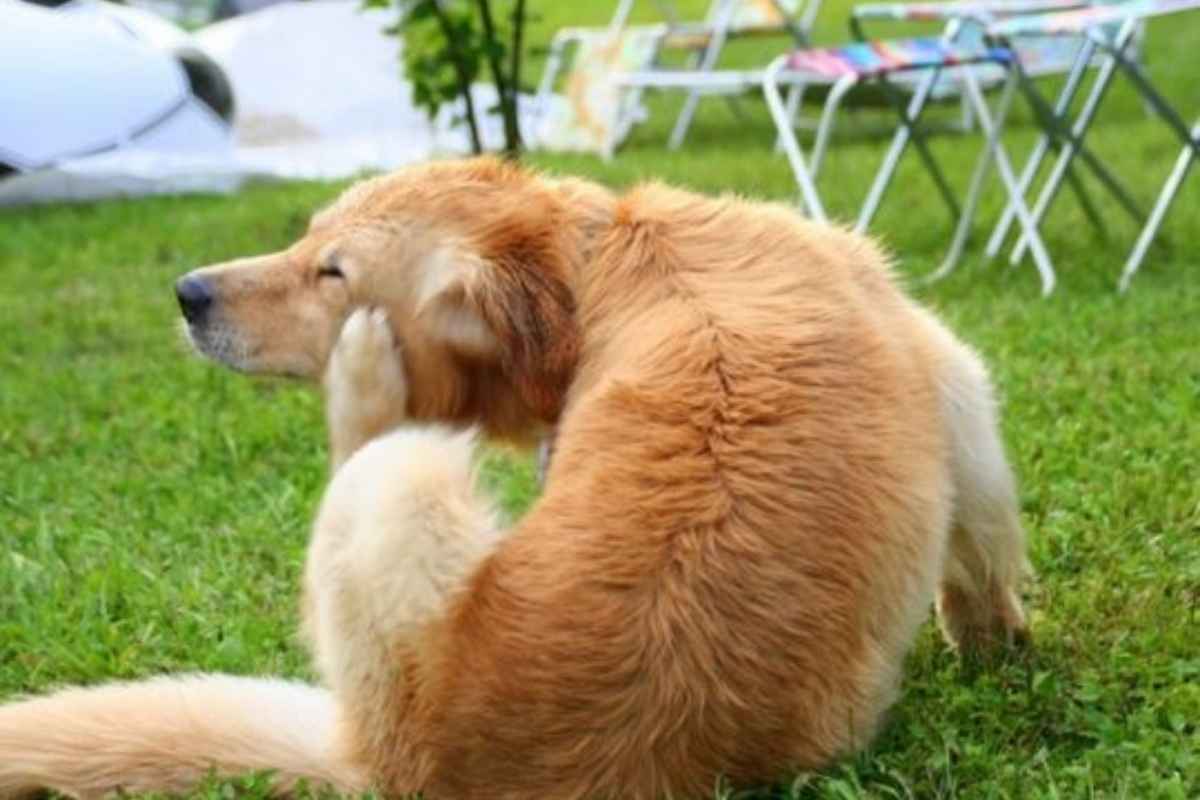 top-hypoallergenic-dog-breeds-allergy-friendly
