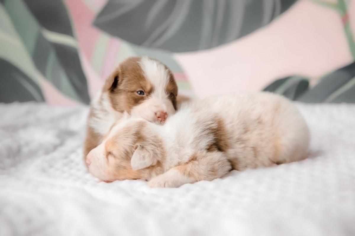 common-puppy-illnesses-dog-owners-should-know