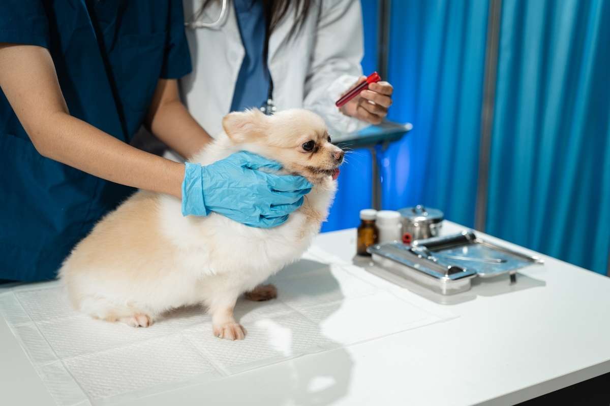 how-to-read-dog-blood-test-results