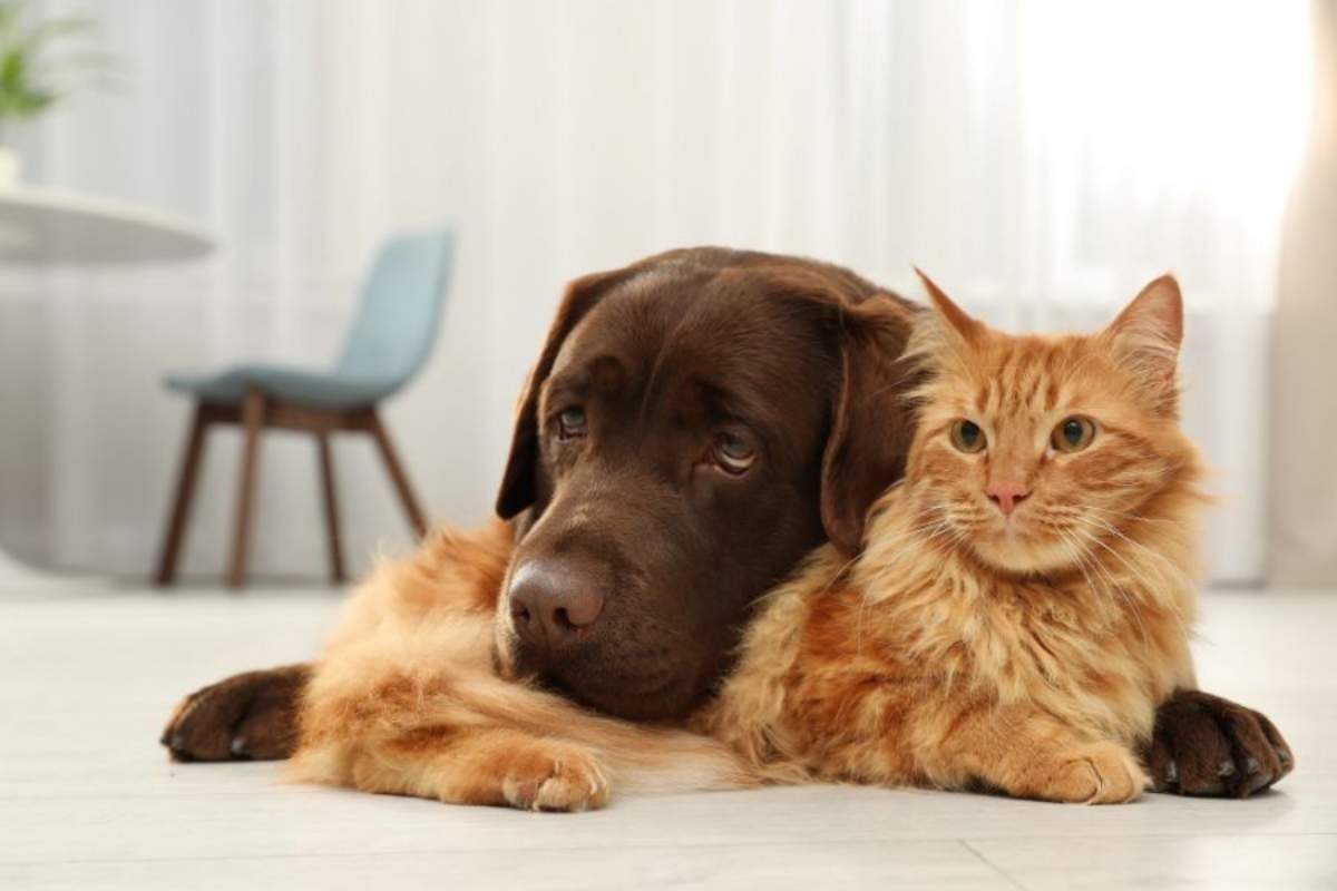 how-to-prepare-for-an-unexpected-pet-health-issue