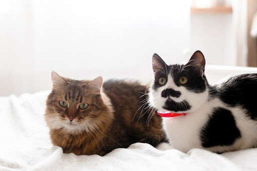 benefits-of-having-two-cats