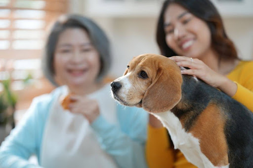 how-to-know-if-a-beagle-is-happy