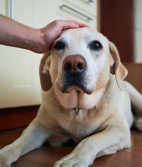 Person's hand resting affectionately on the head of a yellow Labrador lying on a wood floor