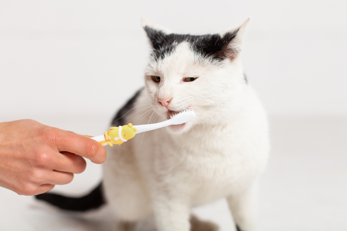 rescue-cat-dental-health-toothbrushing