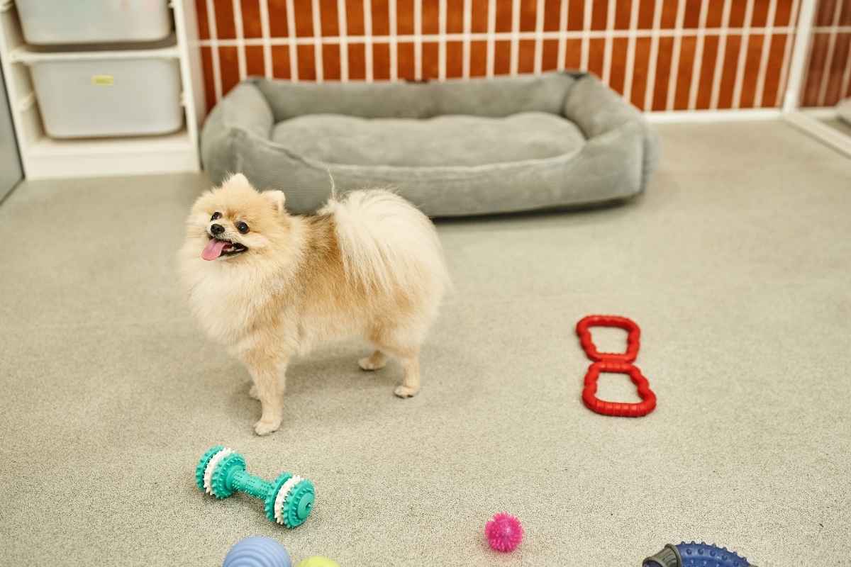 household-hazards-for-dogs-and-cats